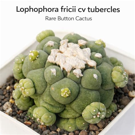 Lophophora Fricii Tubercles Rare Cactus Plant – Samarth Cactus Nursery