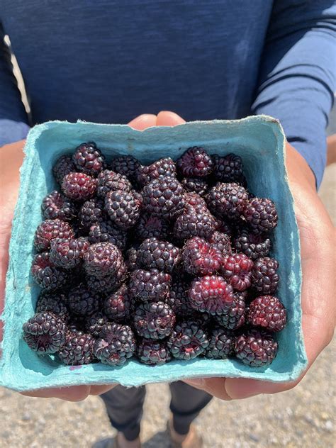 Blue Raspberries Fruit at Lori Allan blog