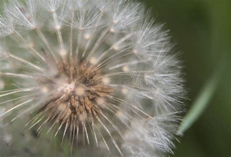 Image result for Spring Time Ball