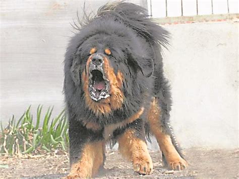 世界十大恶犬排名图图片