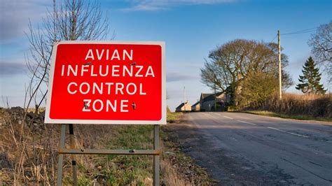 Bird flu prevention zone in place across England - BBC News