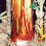 TNAU Agritech Portal :: Crop Protection