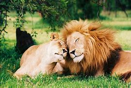 Image result for Lions Hugging People