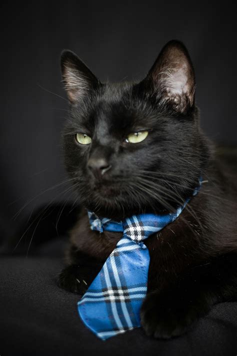 Close Up Photo of Funny Black Cat with Blue Necktie · Free Stock Photo