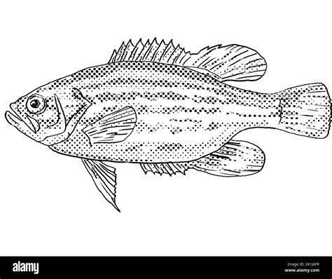 Acantharchus pomotis hi-res stock photography and images - Alamy