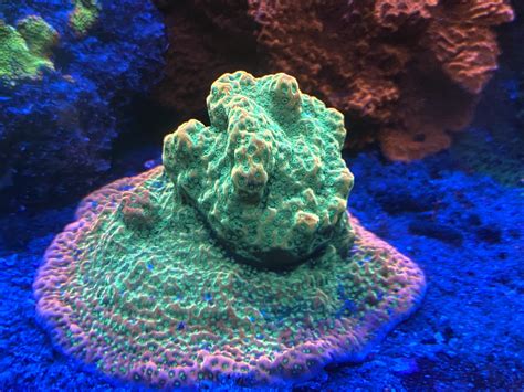 Improving Carbon Dioxide and pH Management | Reef Builders | The Reef ...