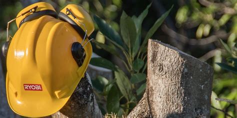 Image result for Lemon Tree Pruning