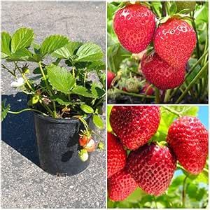 TAJ Live Special Red Strawberry Plant Red Gauntlet Strawberry Fruit ...