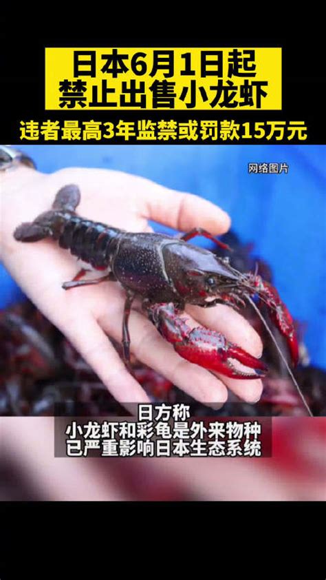 日本立法禁售小龙虾_王翔_耳龟_生物