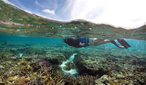 Great Barrier Reef has lost more than half of its corals in past 3 ...