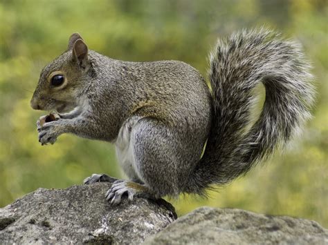 Why Do Squirrels Wag Their Tails?
