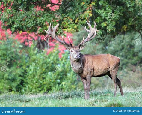 Red Deer Buck or Stag.(Cervus Elaphus) Stock Image - Image of deer ...