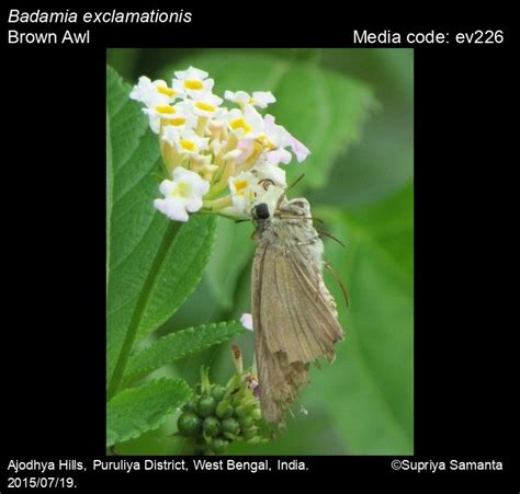 Badamia exclamationis | Butterfly
