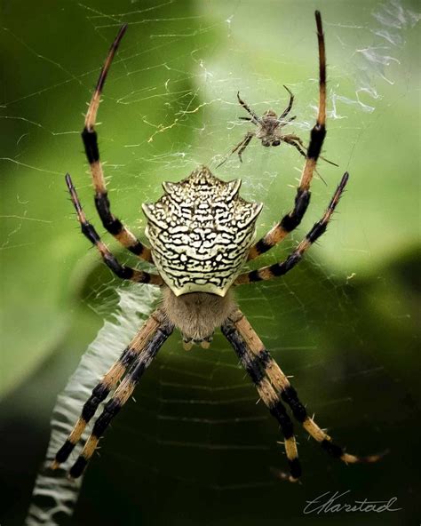 Elsen Karstad's 'Pic-A-Day Kenya': Argiope Spiders, Nairobi Kenya