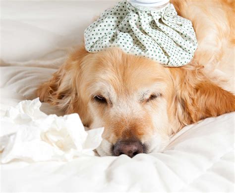 What Are The Side Effects Of The Dog Flu Vaccine