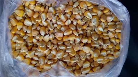 Grains - Pearl Millet Grain Trader - Wholesaler / Distributor from Rajkot