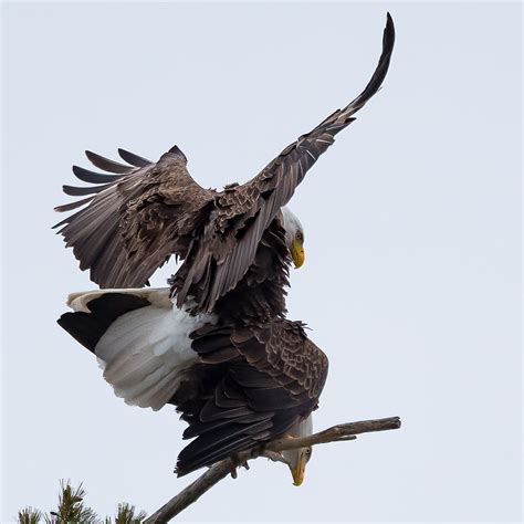 Mating season is serious business for bald eagles
