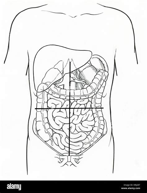 Abdominal Cavity Organs Quadrants