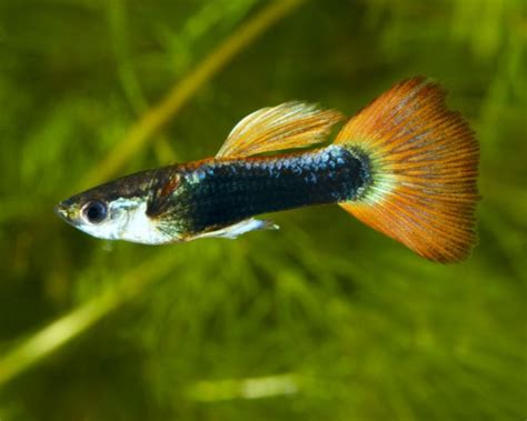 Guppy Fish Breeding: How to Breed Guppies?