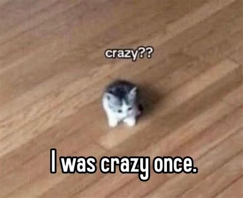 I was crazy once | Cat memes, Cute cat memes, Funny cats