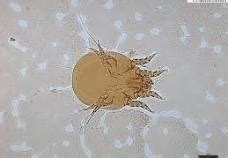 Image result for Exploding Zits On Animals