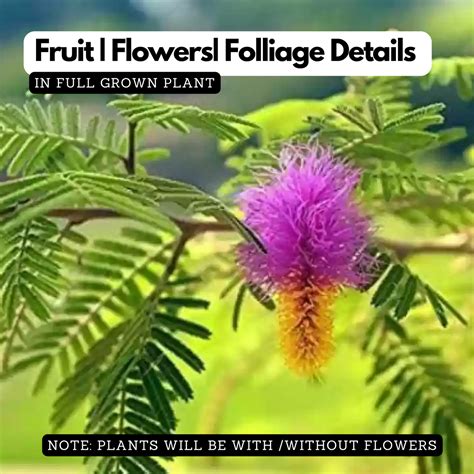 Egg Fruit (Canistel / Muttapazham) – A Rare Tropical Superfruit Tree f ...