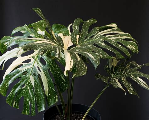 Monstera Thai Constellation: Expert Care for a Stunning Rare Plant