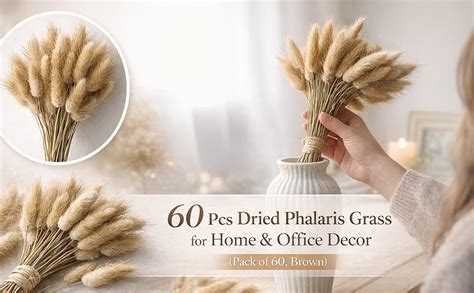 Buy XTORE 60 Pcs Dried Phalaris Grass for Home & Office Decor (Pack of ...