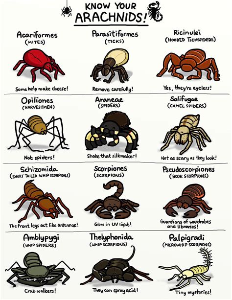 Difference Between Insect And Arachnid