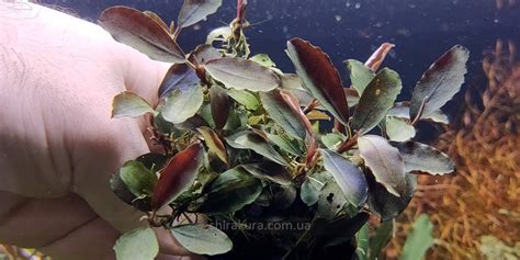 Buy Live Aquarium Plants Online at Low Price – Best4Pets