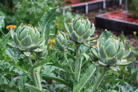 Growing Conditions For Artichoke at Levi Skipper blog