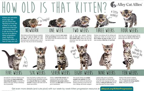 How Big Are 7 Week Old Kittens Newborn Kitten Development Timeline: