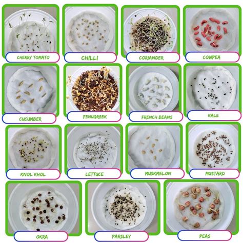 45 Variety of Vegetable Seeds Combo Pack Kit Online - Organicbazar