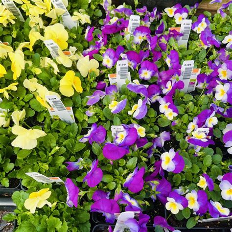 This Week at Gardner’s – Gardner's Landscape Nursery