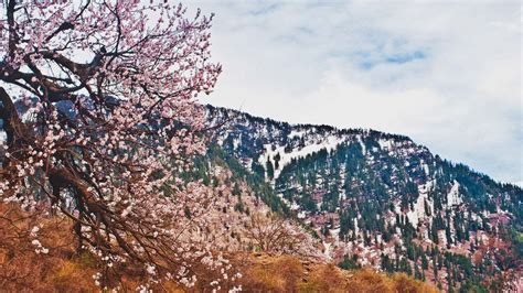 7 places in India where you can experience the beauty of Cherry Blossom ...
