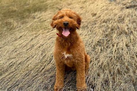 Image result for Mini Cockapoo