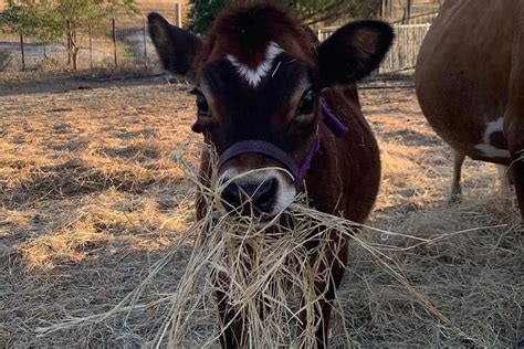 BEST PLACE FARMS (2026) All You Need to Know BEFORE You Go (w/ Reviews ...