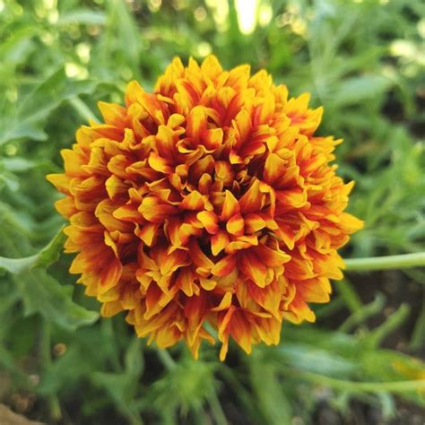 Buy best Quality Gaillardia Pulchela mix Seeds Online