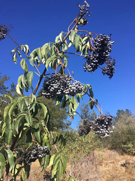 Blue elderberry plant Sambucus cerulea caerulea 1 gallon container ...