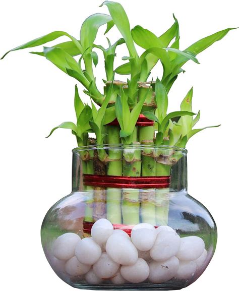 Ugaoo Lucky Bamboo 2 Layer Feng Shui Plant : Amazon.in: Garden & Outdoors