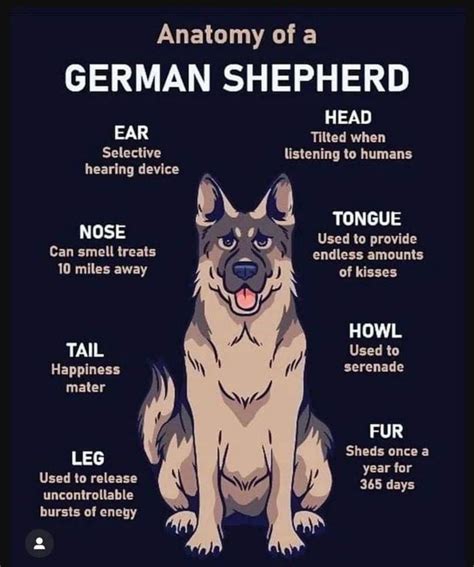 Anatomy of a German Shepherd Dog