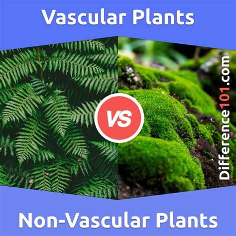 Non Vascular Plants