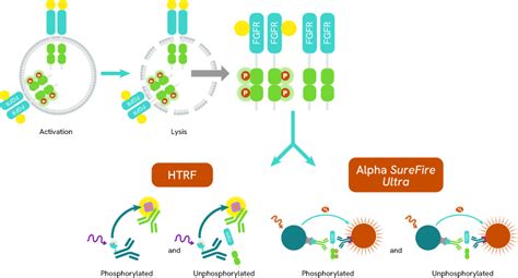 Impact of FGFRs dysregulation in oncogenic mechanisms. | Revvity