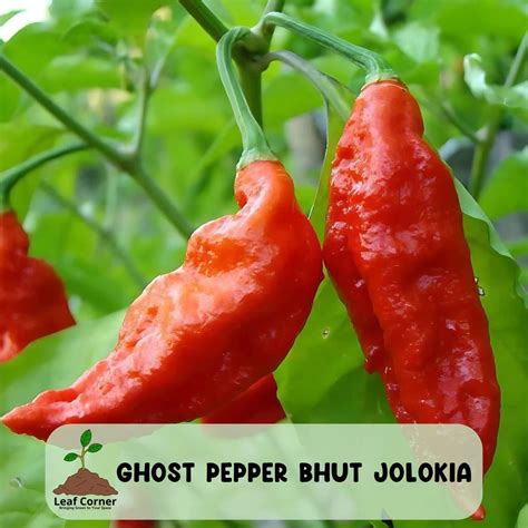 25 Bhut Jolokia Ghost Pepper Seeds, Super Spicy Chili, 1,000,000 ...