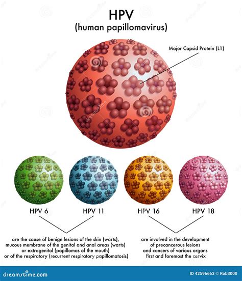Human Papillomavirus