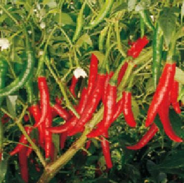 Hot Pepper Varieties | Syngenta