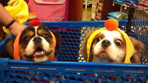 Petsmart Dog Costumes at Madison Autumn blog