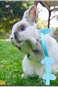 Image result for Teacup Bunny Pet