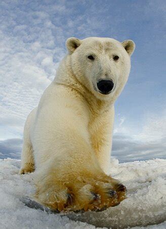 Kaktovik Images - Vacation Pictures of Kaktovik, AK - Tripadvisor