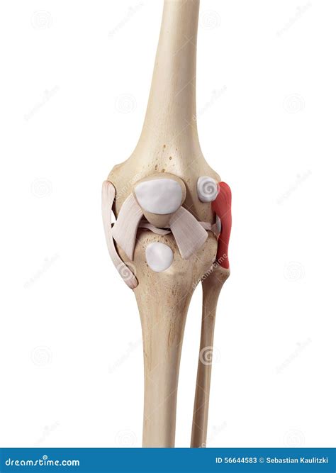 The Fibular Collateral Ligament Stock Illustration - Illustration of tibia, fibular: 56644583
